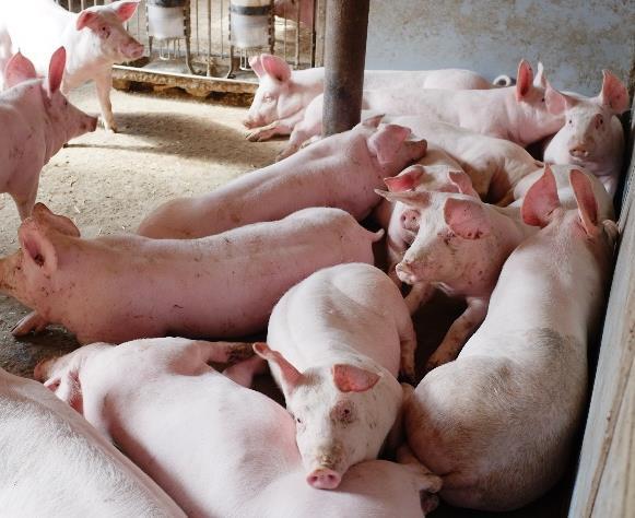 Vedlegg: Hva sjekket vi på tilsyn? 1.Liggeplass (Forskrift om hold av svin 8) Svin skal ha adgang til en bekvem, tørr, ren og trekkfri liggeplass med passe temperatur.