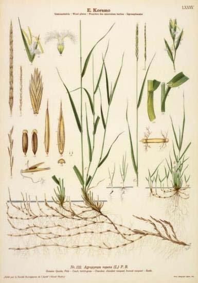 Kveke - Biologi og agronomi Kveke kommer av norrønt kvikr, som betyr levende! - Betraktet som det mest betydningsfulle åkerugraset i de Nordiske land (Håkansson 1974) - Formering vha.