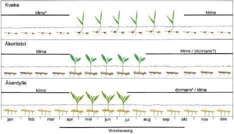 Kveke Biologi og agronomi Regenerative plantedeler