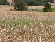 90% redusert Creeping thistle (C.