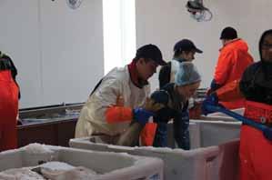 To av havbruksaktørene har egne slakteri på Senja og de samme aktørene har også egne filetanlegg for laks.