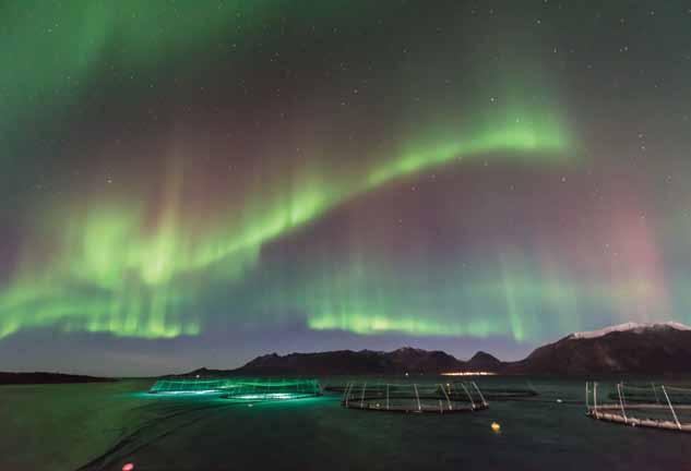 Matproduksjon under nordlyset. Foto: Roy Alapnes, Flakstadvåg Laks AS Noter 1. Kilde: Fiskeridirektoratets Statistikkbank 2007-2017 og Sjømatklyngen Senja. 2. Kilde: «Ringvirkninger av havbruksnæringen i Troms», Nofima 2018.