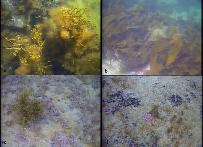 Figur 13. Stillbilder fra undervannsfilmingen ved referansestasjon 13 Kolholmen: (a) Grisetang med påvekstalger på grunt vann. (b) Tareskog med tett vekst av stortare.