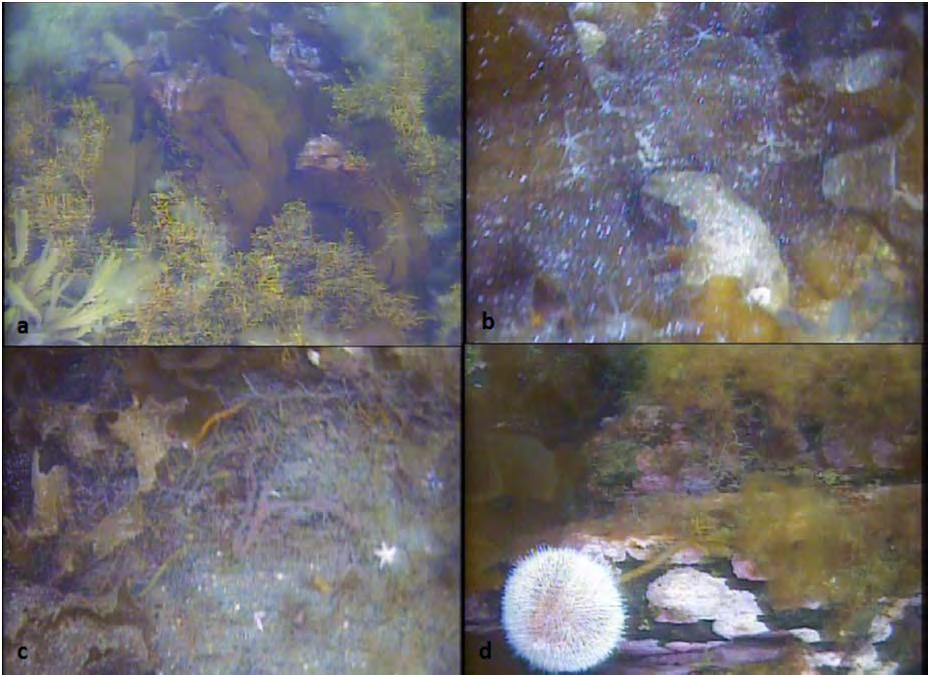 Figur 14. Stillbilder fra undervannsfilmingen ved stasjon 4 Moldeholmen: (a) Tett og variert algevekst på grunt vann. (b) Slangestjerner på tareblader. (c) Bunn med tegn på nedslamming.