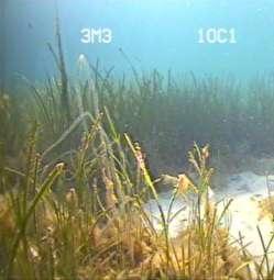 Økologisk klassifisering av Biologiske kvalitetselementer Planteplankton: Overflatevann, frie vannmasser Makroalger og ålegress: Overflatevann langs land Bunndyr: Bunnvann og bunnsedimenter