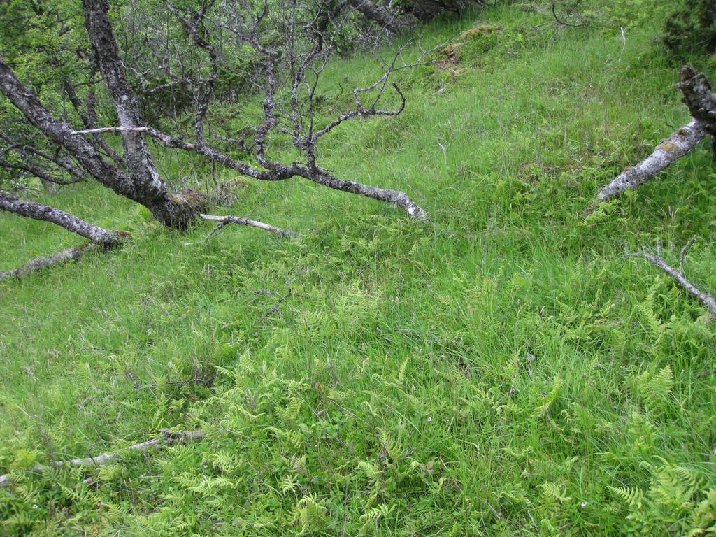 Blåbærbjørkeskog (småbregneutforming) 9 % - Godt beite Arter: blåbær skrubbær