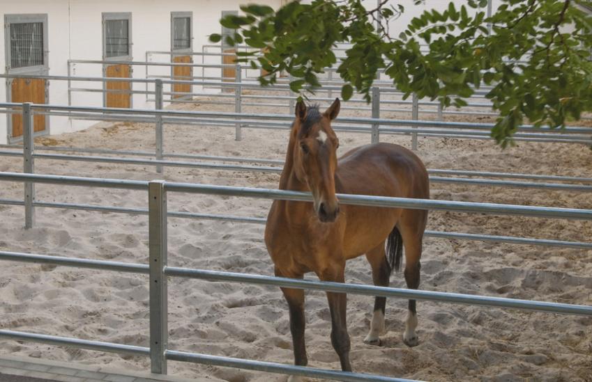 Areal og utforming av luftegårder/utearealer To faktorer som kan stimulere hesten til mer bevegelse når den ikke blir brukt (hester beveger seg ikke hvis de ikke må): 1.