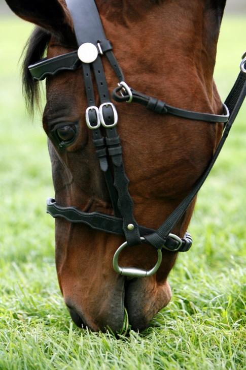 Opprinnelse de mest sentrale egenskapene Hestens lange neseparti er et symbol på hestens