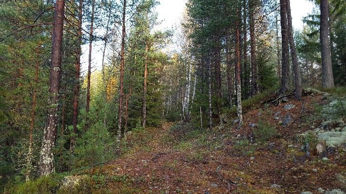 Grunnen til at kartet er hentet der er at det også får svært godt frem de veldig bratte skrentene som faller fra furumoene og ned i kvæven og myrene som utgjør hoveddelen