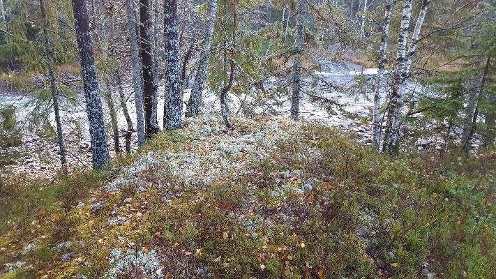 Rapport arkeologisk registrering 12 Veifaret har fått Askeladden ID 223060 og kom fra gårdene øst for området, trolig fra Miland via Milsteane, og kan ses som en sti på kart over området (se figur 8).