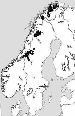 Antall klauvvilt drept av gaupe per måned 104 radiomerka gauper