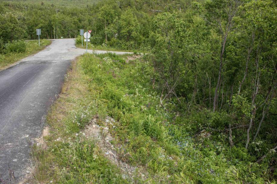 bestyrkes av at blomstringen av f.eks. reinrose ikke var kommet skikkelig i gang der oppe. 14. Polabjørnespinneren, Arctia alpina. Her et eksemplar fra Altaifjellene. Den 9.