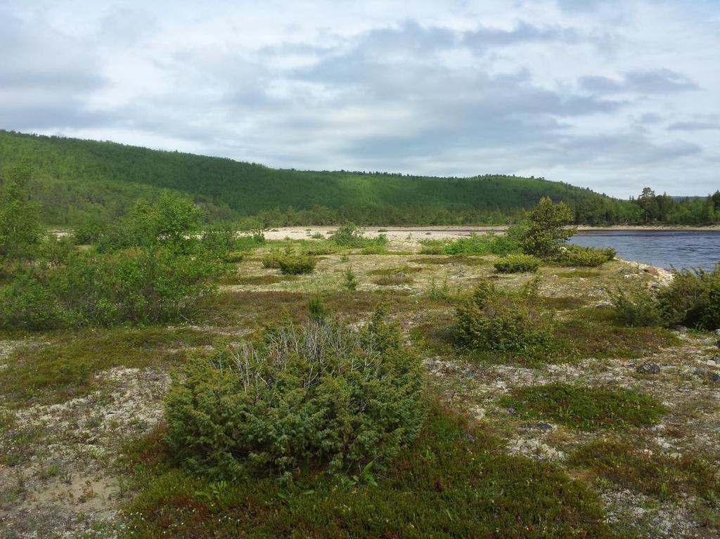 3.Phyllonorycter rolandi (Svensson, 1966), her et eksemplar fra Kittilsbu, Oppland 2017.