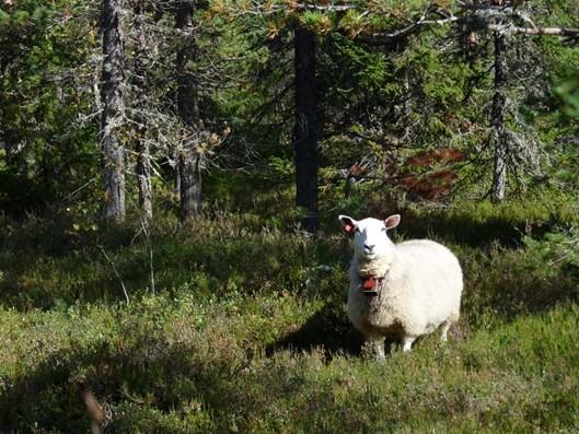 Opphus 917 14 053 Stor-Elvdal Bjørnar Johnsen 970 63 383 Engerdal Bjørn Tore Bækken 907 63 115 Trysil Arne Granberg 995 00 584 Trysil Erling Ness 976 74 808 Åmot Rune Bjørnstad 908 35 709 Midtfylket