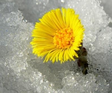 kjennetegn ved årstidene. papir og tekstil gjennom å rive, klippe og klippe i ulike materialer.