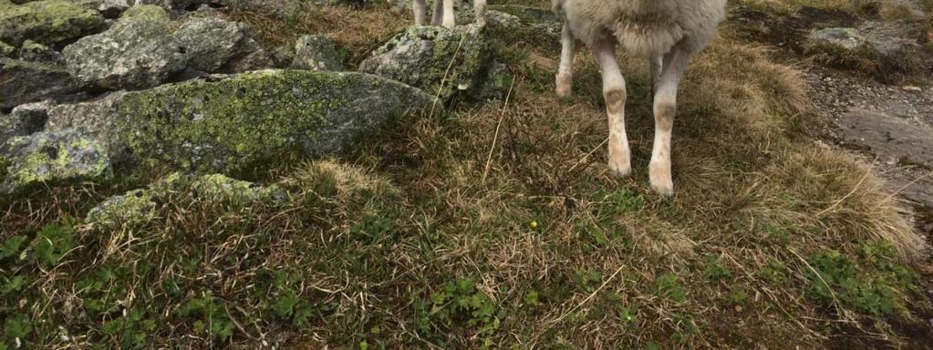 Sau, geit og storfe vil alle ha forskjellig beitemønster, der sauen gjerne velger småvokst gras og urter først, og så lauv og kjerr.