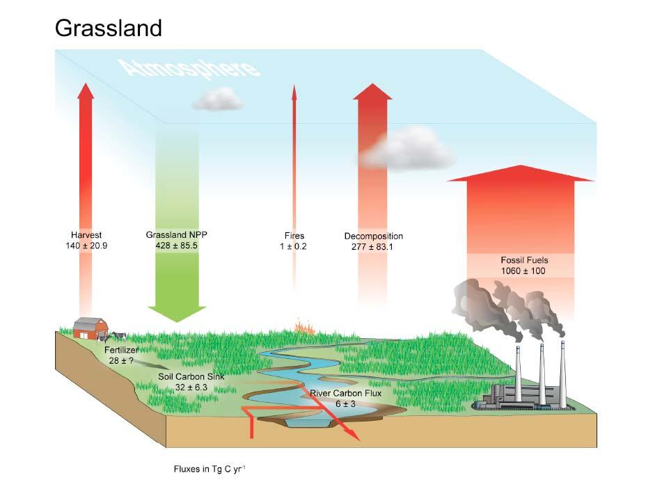 Figur 9.2 Karbonsyklus på beitemark i EU-25. (Ciais et al. 2010) Det er med andre ord stor mangel på kunnskap om klimagassutslipp fra jordbruket og hvilken effekt de har på klimaendringene. 9.1 Utslipp av metan Når det gjelder utslipp av klimagasser, er det metangassen som omtales som den mest problematiske klimgassen som kommer fra jordbruket.