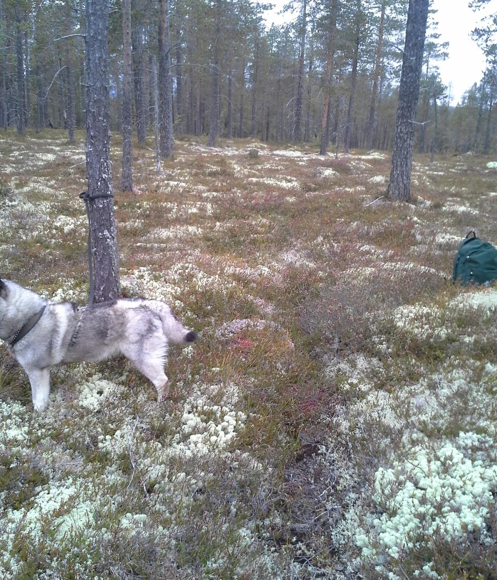 2) Månaveien «Måna» (mana) kan komme av høyeste ryggen på nakken av en hest.