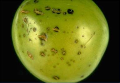 Spots on a plum fruit (Prunus domestica cv. Shiro). U.