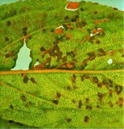 (plomme) Old angular spots on a plum leaf (P. domestica cv. Calita). U.