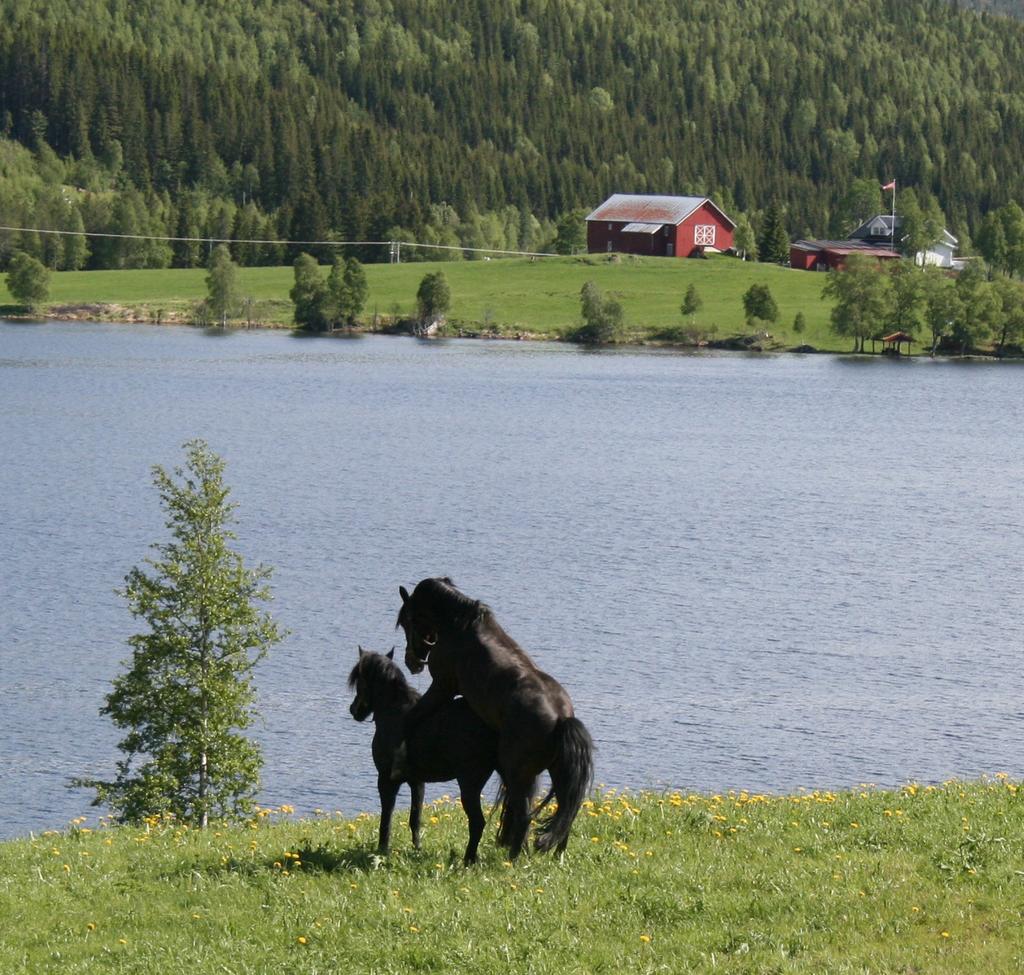 Kaldblodshoppa på Avlsstasjon Av Veterinær Målfrid Vatne Vi står nok en gang foran vårens vakreste eventyr; føllene kommer.