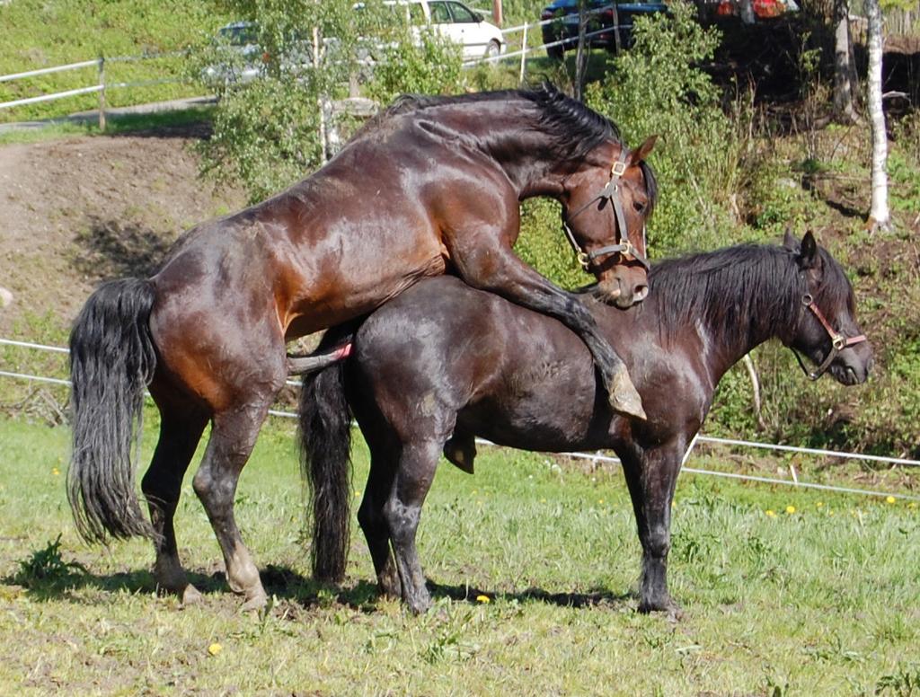 Foto Anette Brobakke Stordal Figur 7. Stiv Kuling blir ledet fram til ei hoppe og bedekker henne. Hoppa har på en sprangsele. Figur 6: Rapp Best bedekker ei hoppe på frigang på beite.