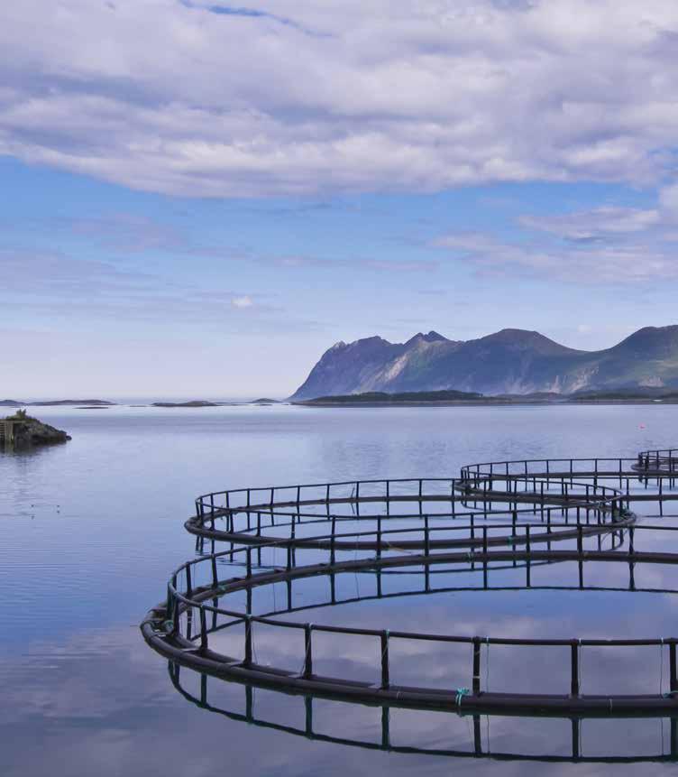 Relekta Desinfeksjon Relekta Desinfeksjon er et effektivt konsentrat for desinfisering. Middelet dreper bakterier og sopp som salmonella, stayfylokokker, e-coli og gjærsopper etc.