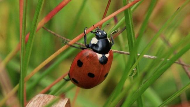 Hvem skal se hele mennesket Bare fastlegen og pasienten Pårørendes rolle og innflytelse Helhet 5 49 eller 10 70 og resten Flere enn en