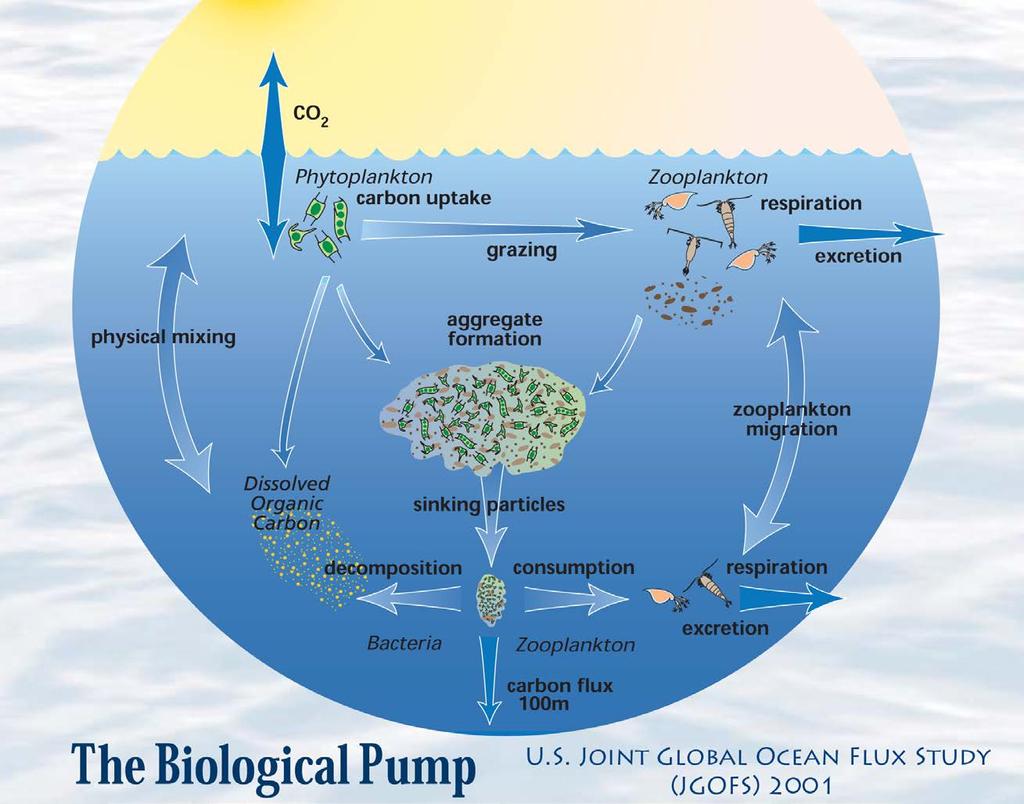 13 Biological carbon