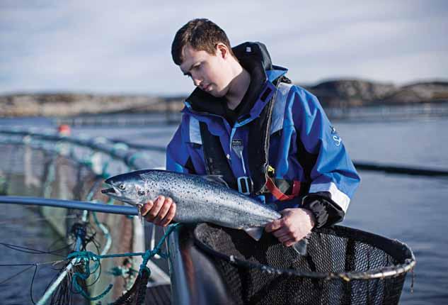 «LeverandørUtvikling Havbruk Troms» er en nasjonal satsing via SIVA knyttet til leverandørutvikling i nord, der Senja Næringshage AS sammen med Halti Næringshage har prosjektledelsen.