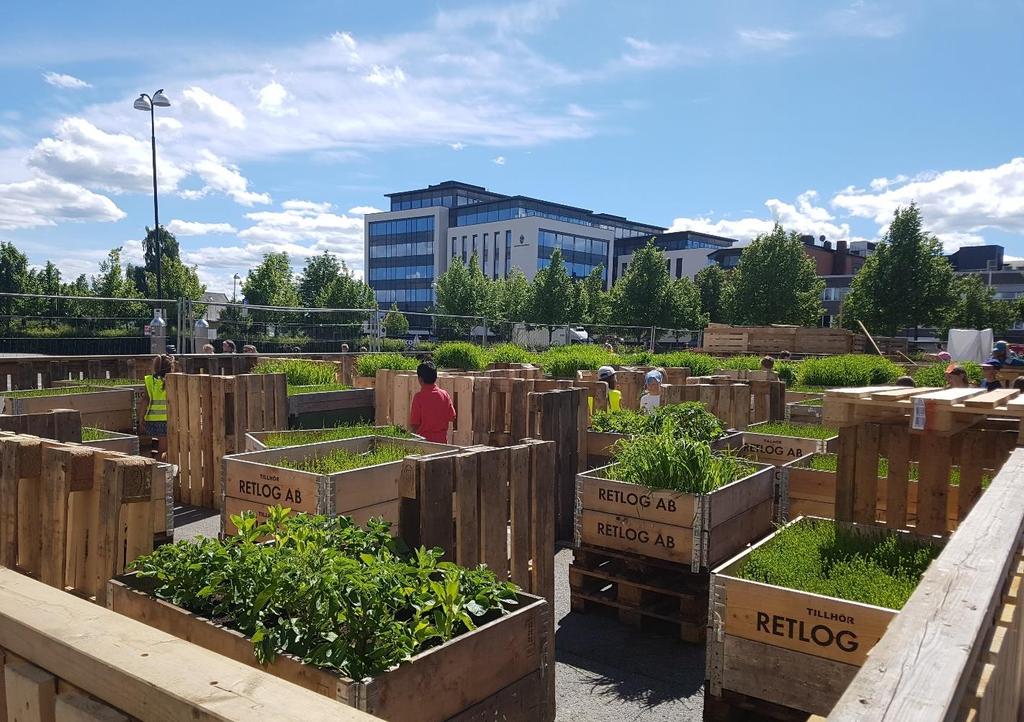 Foto 6: Spiselige planter i kasser på Lillestrøm torv; Agnes Melvær Parsellhager består av oppmålte parseller som leies ut til dyrkingsformål.