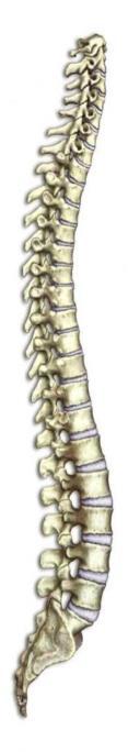 Generell informasjon Smerter i ryggen er svært vanlig. 60-80% av befolkningen får ryggsmerter en eller flere ganger i livet.