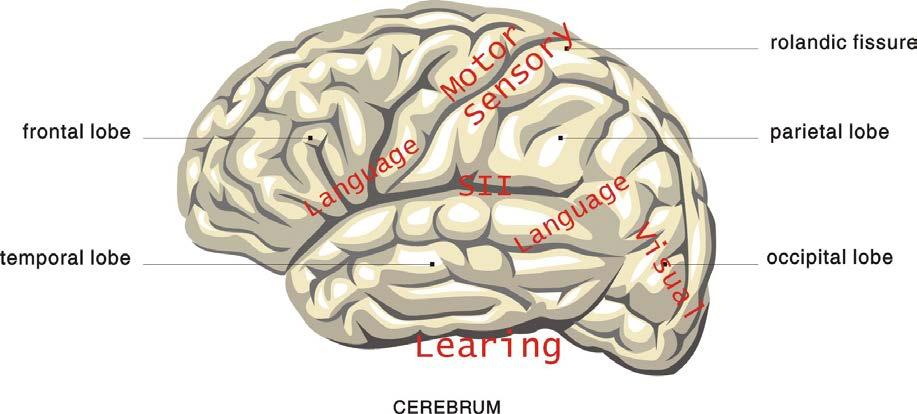 Epileptiske anfall Forbigående funksjonsforstyrrelser i hjernen forårsaket av «feilkoblinger» i et cellenettverk Alle mennesker kan få epileptisk anfall under ekstreme