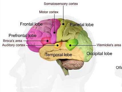 Hypermotor anfall (frontallapp, ev. spredning frontalt) Kortvarige, nattlige, svært stereotype Ofte vokalisering, angstuttrykk Tonisk asymmetrisk tilstivning, dystone bvg.