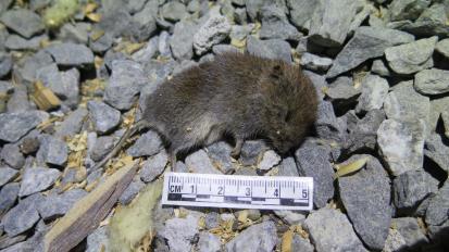 Vi har ikke testet hvor små sprekker skjeggkre kan passere, men med tanke på at en mus som et betydelig mye større dyr (foto 54) trenger en sprekk på minst 6 mm, er det