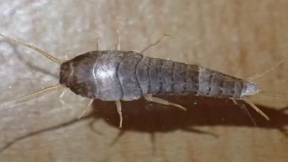 sommerfugler, veps og biller har. Utviklingen skjer ved nyklekte individer (ca 2 millimeter lange) allerede ligner de på de voksne og kjønnsmodne individene.