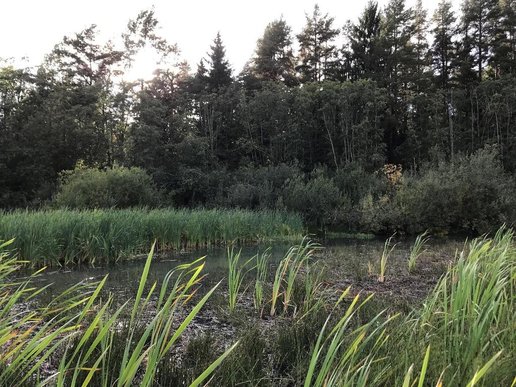 21. Isakbekken Vasspest: tilstede* Tilknytning i vassdraget: lokaliteten er ei bakevje, som mottar vann fra en liten bekk fra Lillestrøm.