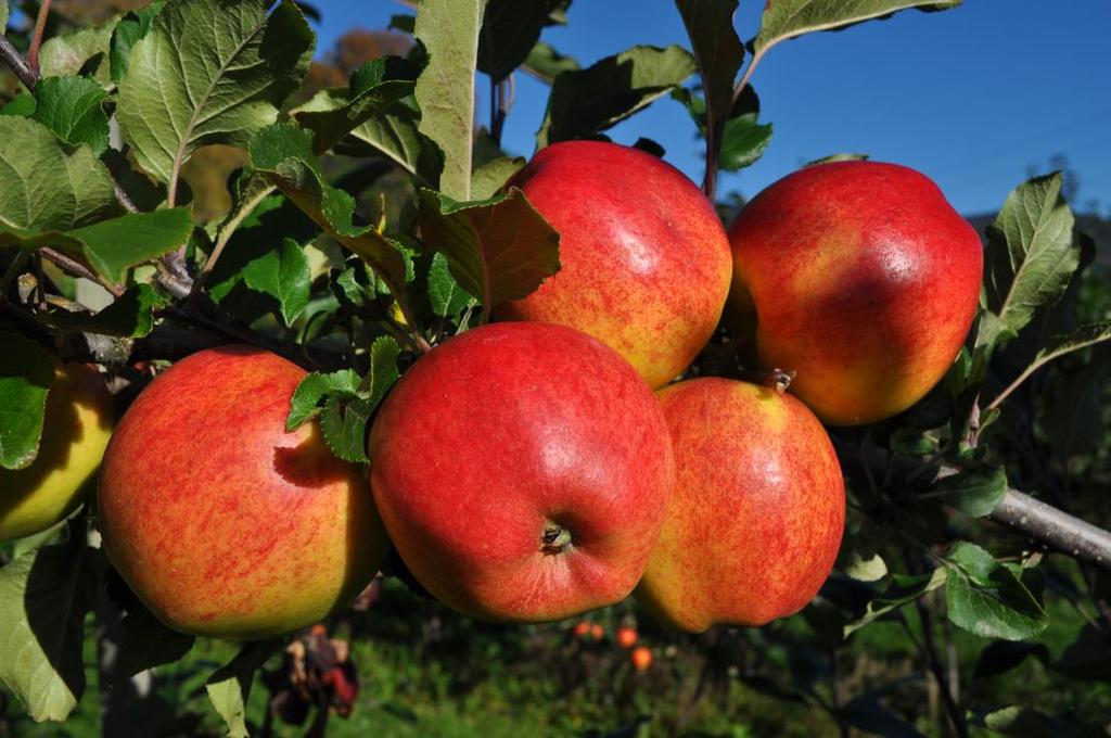 SANTANA Nederlandsk. Kryssing mellom Elstar x Priscilla. Til Noreg i 2003. Koniske, litt kanta eple med grøngul grunnfarge og raud dekkfarge over 30-70% av overflata.
