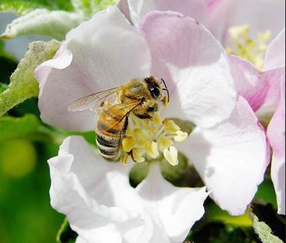 POLLINERING AV EPLE Prosessen: Pollinering er overføring av pollen frå pollenberarane til pollensorten til arret på hovudsorten.
