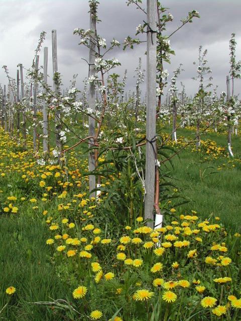 POLLINERING AV EPLE Ein god pollensort må tilfredstille fleire krav. Dei viktigaste er: Pollensorten og hovudsorten må vere kompatible (passe saman pollineringsmessig).