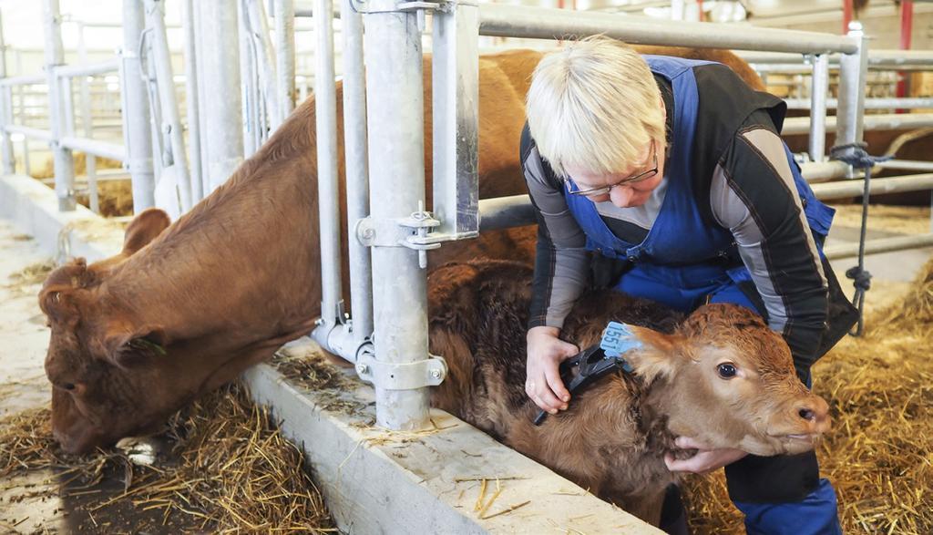 Foto: Caroline Roka STORFEKJØTTKONTROLLENS FORMÅL Storfekjøttkontrollen er et medlemsbasert styringsverktøy for storfekjøttprodusenter i Norge.