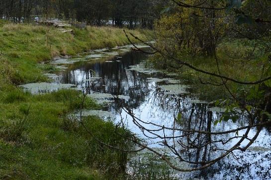 Bekkestrengen er nokså intakt ved prøvepunktet men lenger oppstrøms er bekken er sprengt kanal.