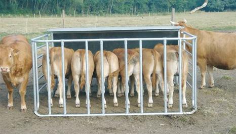Mange ammekubesetninger har sett fordelen med å tilleggsfôre kalvene med kraftfôr på beite.
