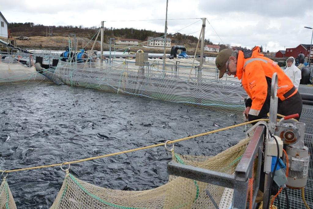 transport med brønnbåt Fisketetthet: 69 kg/m 3 Sjøtemperatur: 5 o C Analyse av