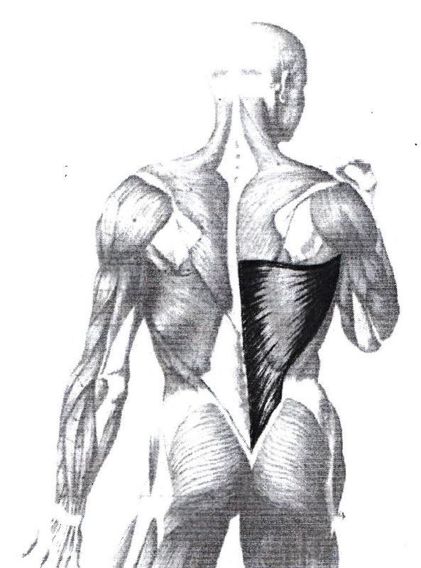 M. Latissimus dorsi (den brede ryggmuskelen) 47 M. Latissimus dorsi Utspring: Ryggtaggene på de seks nederste brystvirvlene, ryggvirvlene, korsbeinet og hoftekammens bakre del.
