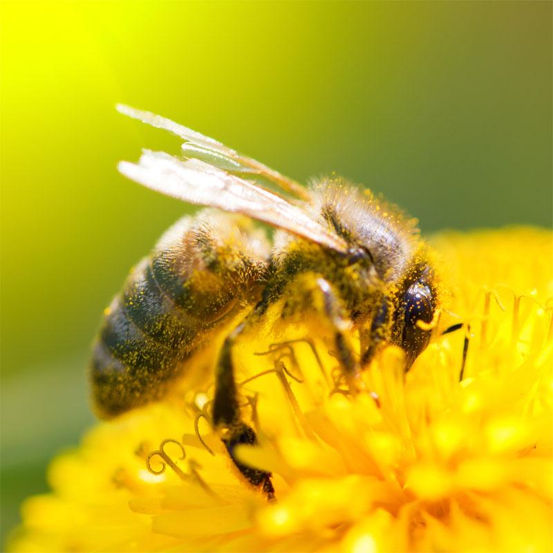 Oppgave 4 Bier samler inn nektar fra blomster og omdanner nektar til honning, som er en blanding av ulike sukkerarter: ca. 41 % fruktose, ca. 34 % glukose og ca. 2 % sukrose.