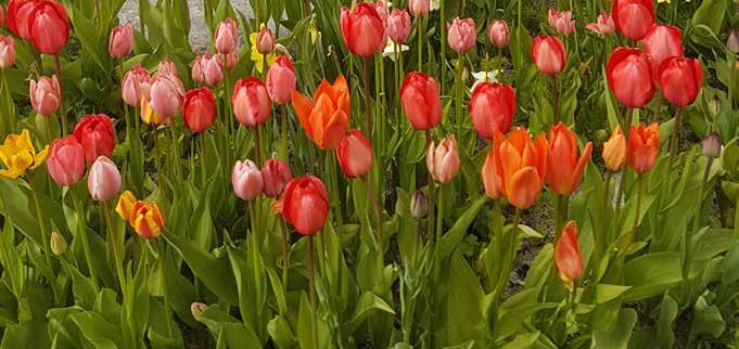kunne gro - en lettvint omskrivning, som ikke har noe med virkeligheten å gjøre. På Sørøya finnes det noen få oaser hvor det vokser både tulipaner og flotte blomster om hverandre.