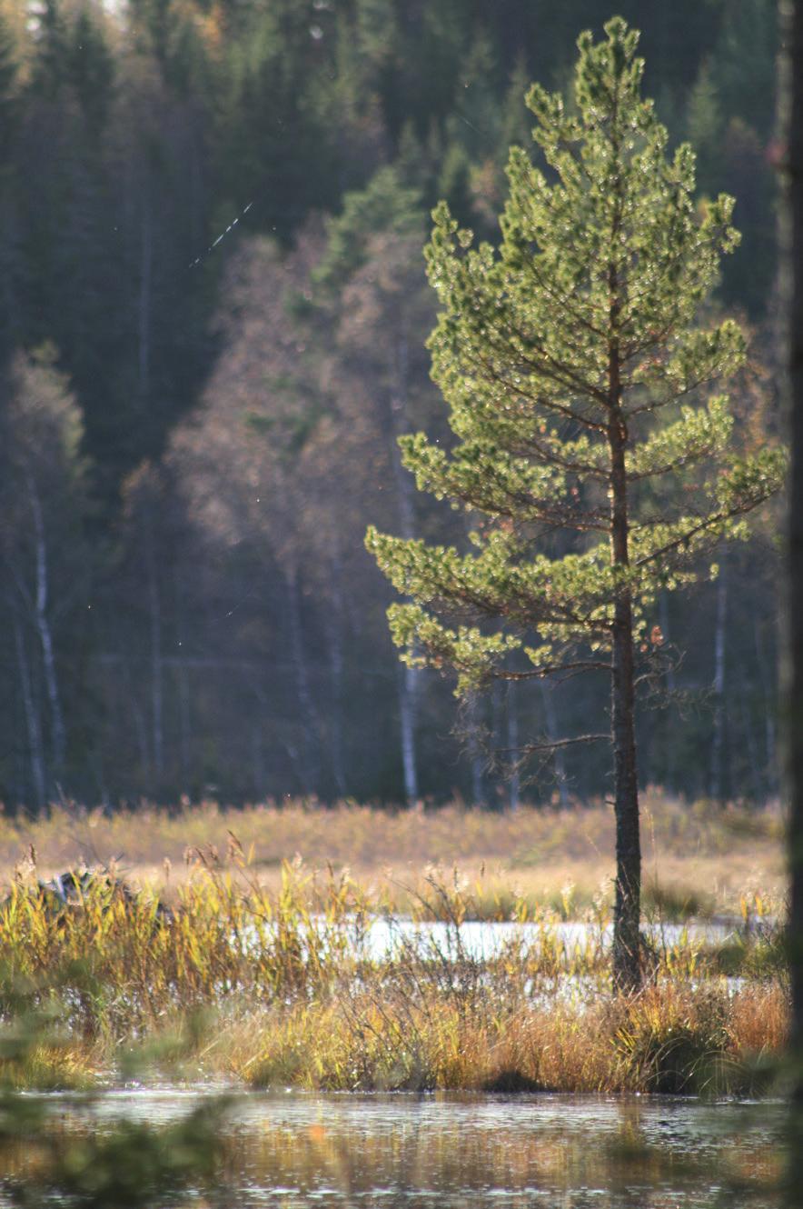 Hjorteviltregisteret Datagrunnlaget