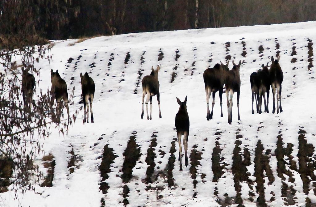 Fallvilt Fallvilt er betegnelsen på skadde eller drepte dyr som følge av andre årsaker enn ordinær jakt.