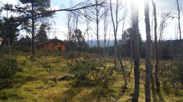 Avgrenser seg fra de to øvrige innspillene i området ved at det ligger høyere i terrenget og får ulik vegetasjon. Området ligger innenfor figur avmerket i naturmangfold kartet.